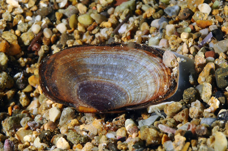 Gari depressa 20-06-12